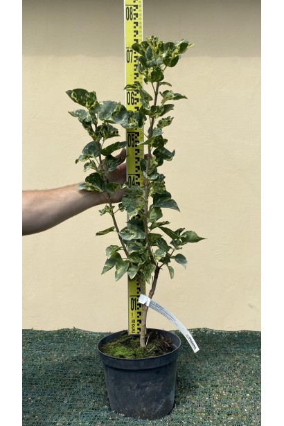 Бузок звичайний Аукубофолія - 3л/вис.60-80см/Ø20-30см